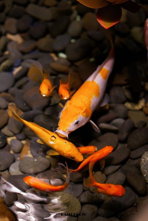 吃瓜娱乐小鲤鱼视频,趣味视频引网友热议